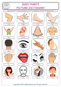 Body Parts 1