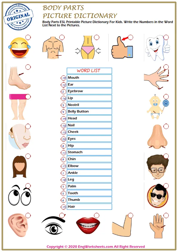 Body Parts ESL Printable Picture Dictionary For Kids. Write the Numbers in the Word List Next to the Pictures. Worksheet Preview