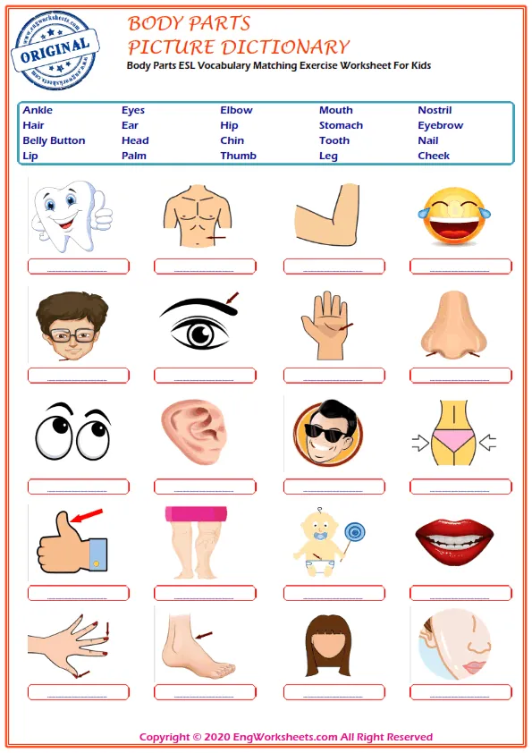 Body Parts ESL Vocabulary Matching Exercise Worksheet For Kids Worksheet Preview