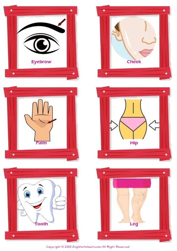 Body Parts vocabulary worksheet with words, six images per page Worksheet Preview