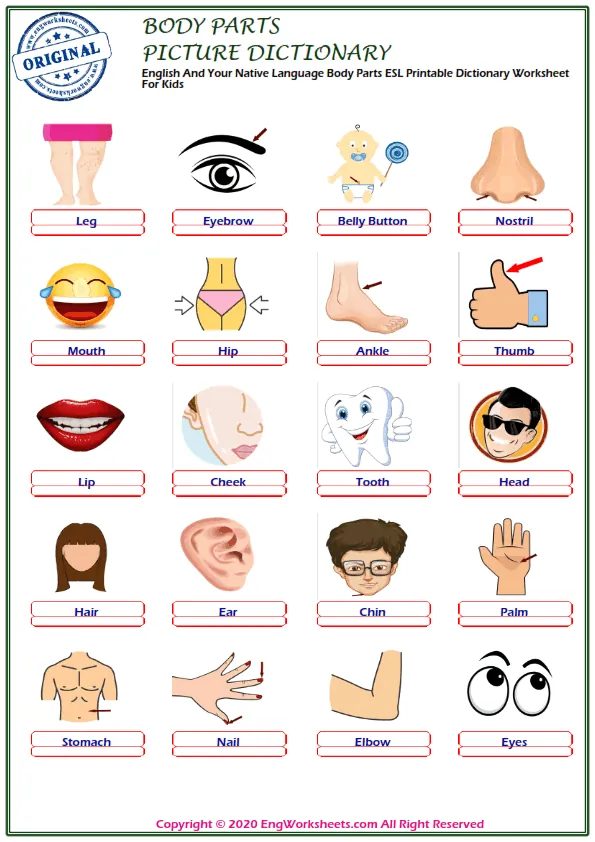 English And Your Native Language Body Parts ESL Printable Dictionary Worksheet For Kids Worksheet Preview
