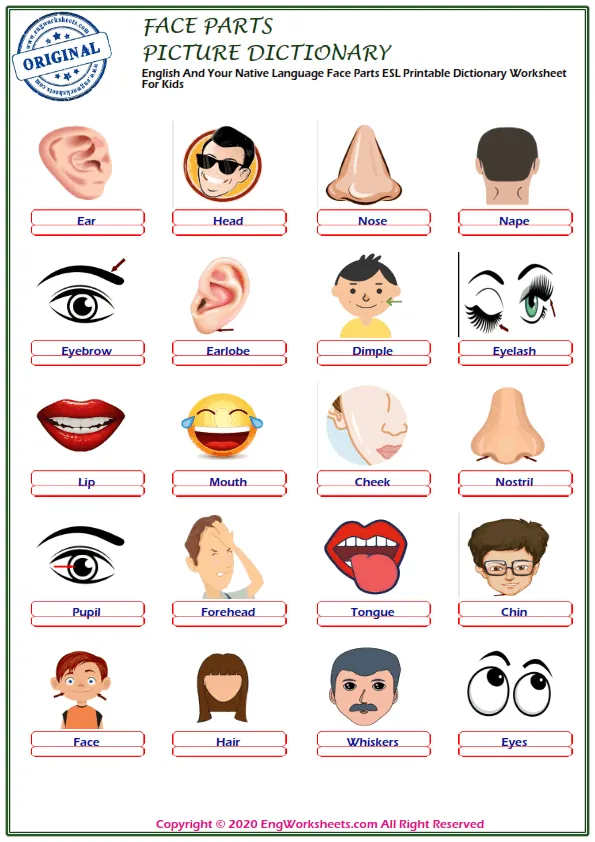 English And Your Native Language Face Parts ESL Printable Dictionary Worksheet For Kids Worksheet Preview