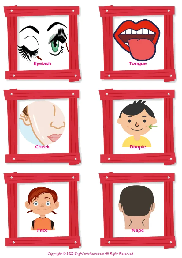 Face Parts vocabulary worksheet with words, six images per page Worksheet Preview