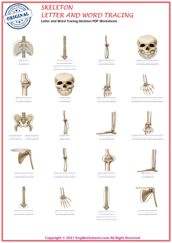 Letter and Word Tracing Skeleton PDF Worksheets Worksheet Preview