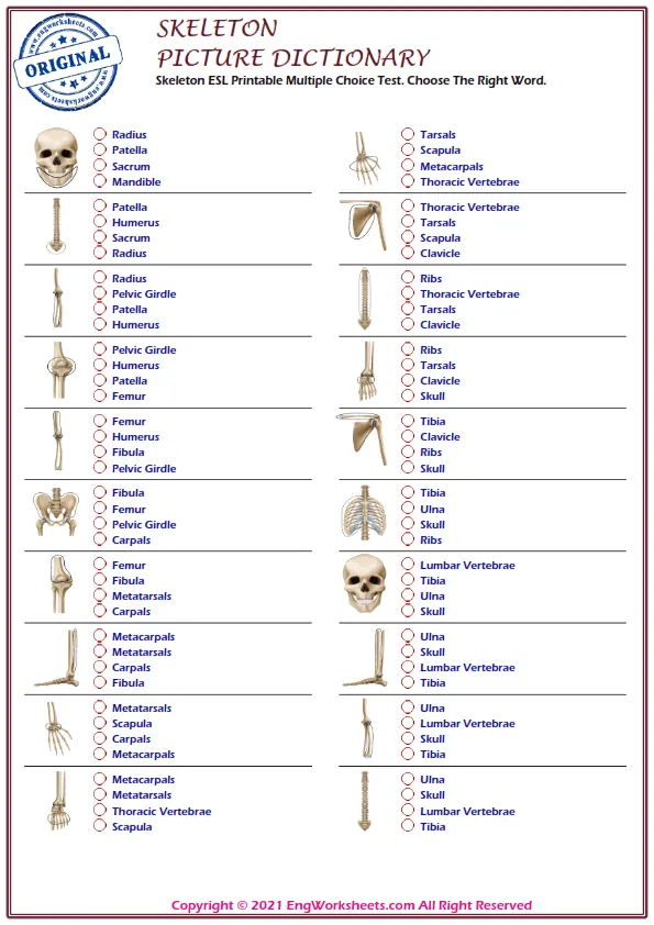 Skeleton ESL Printable Multiple Choice Test. Choose The Right Word. Worksheet Preview
