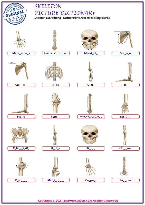 Skeleton ESL Writing Practice Worksheet for Missing Words. Worksheet Preview